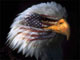 Picture of snake_24